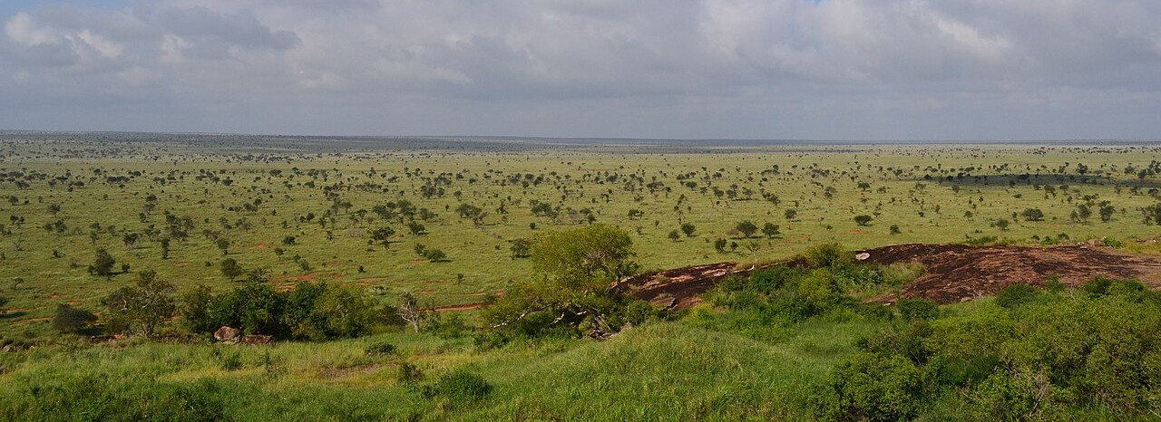 woodland savanna habitat
