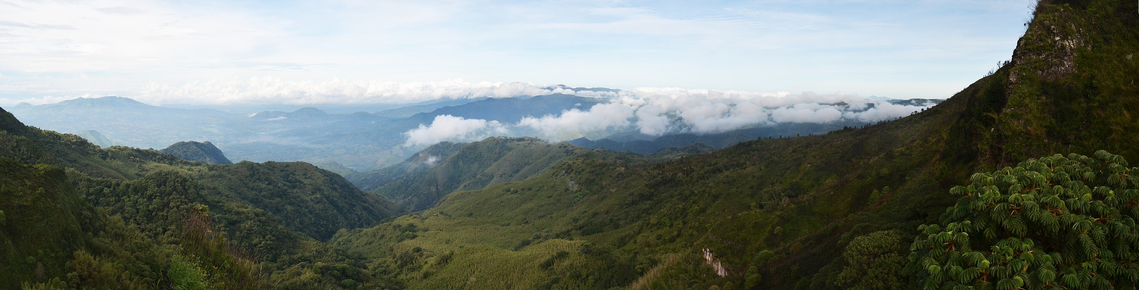 cloud forest habitat